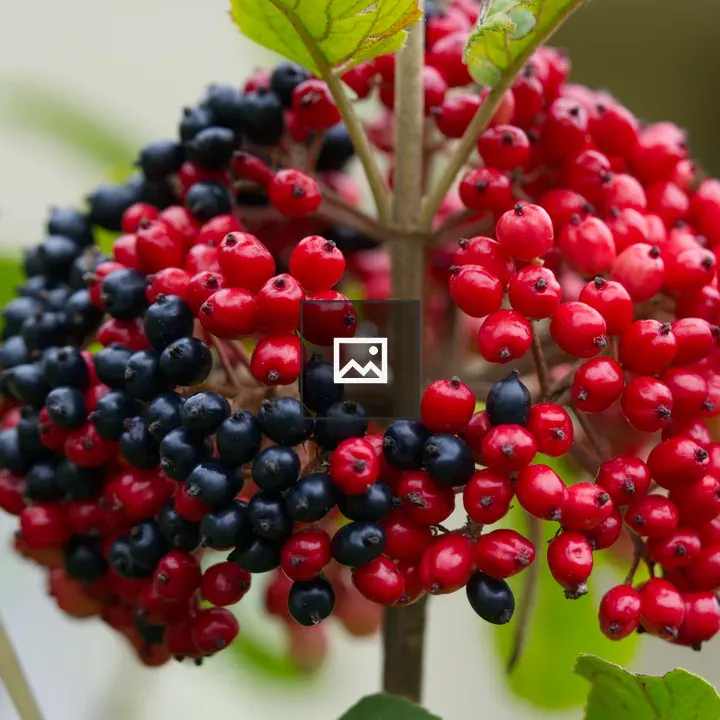 Close-up of red and black viburnum drupes