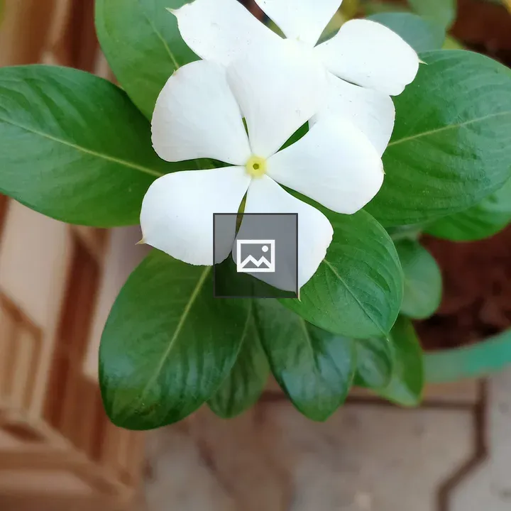 White periwinkle flower