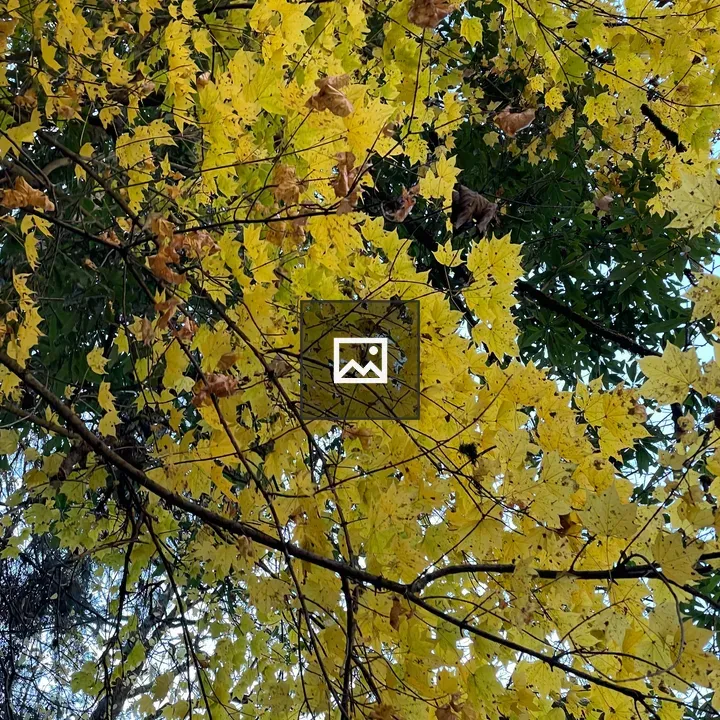 Canopy of Yellow Maple Leaves