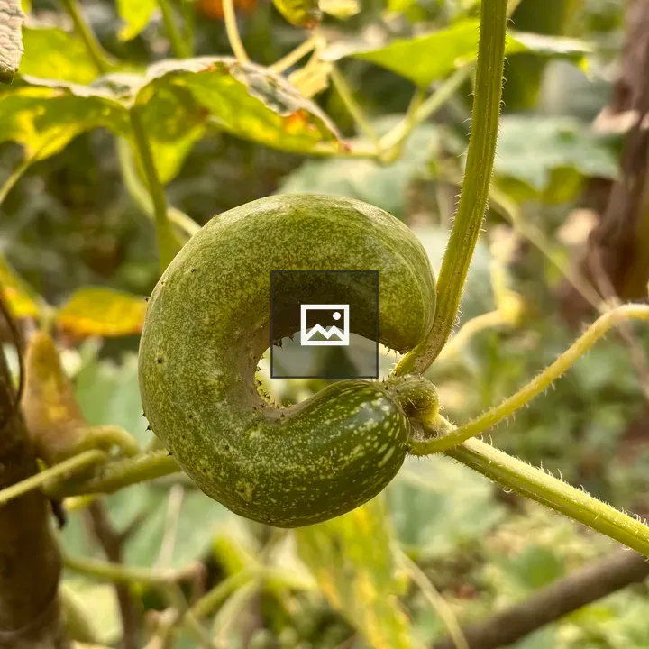 Gourds spiraled in garden