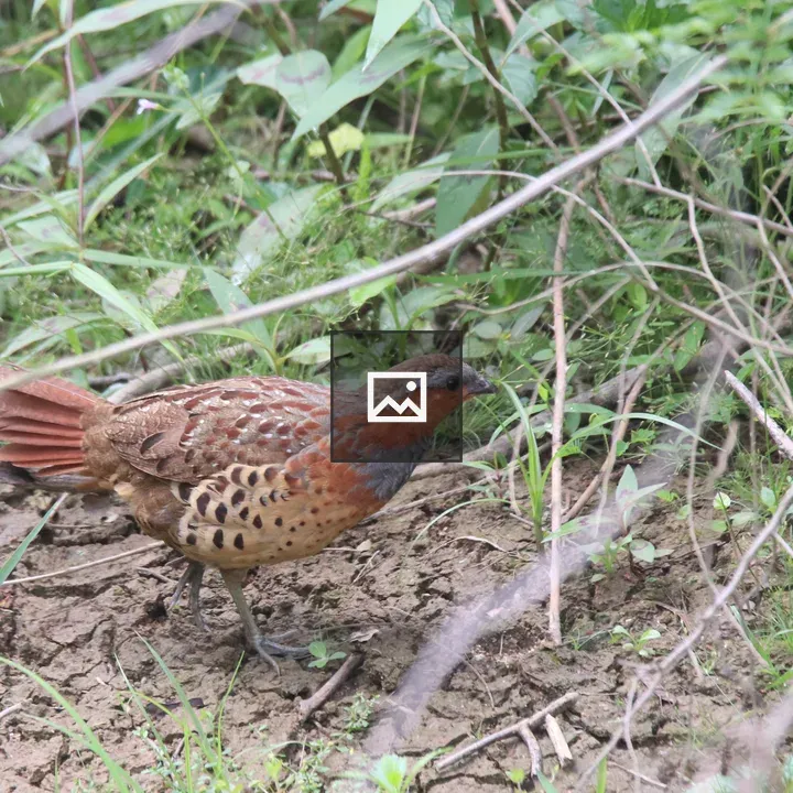 Chinese Bamboo Partridge on Wetland Ground
