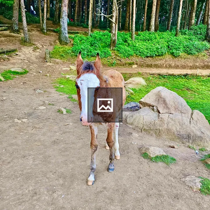 Foal in Pine Forest