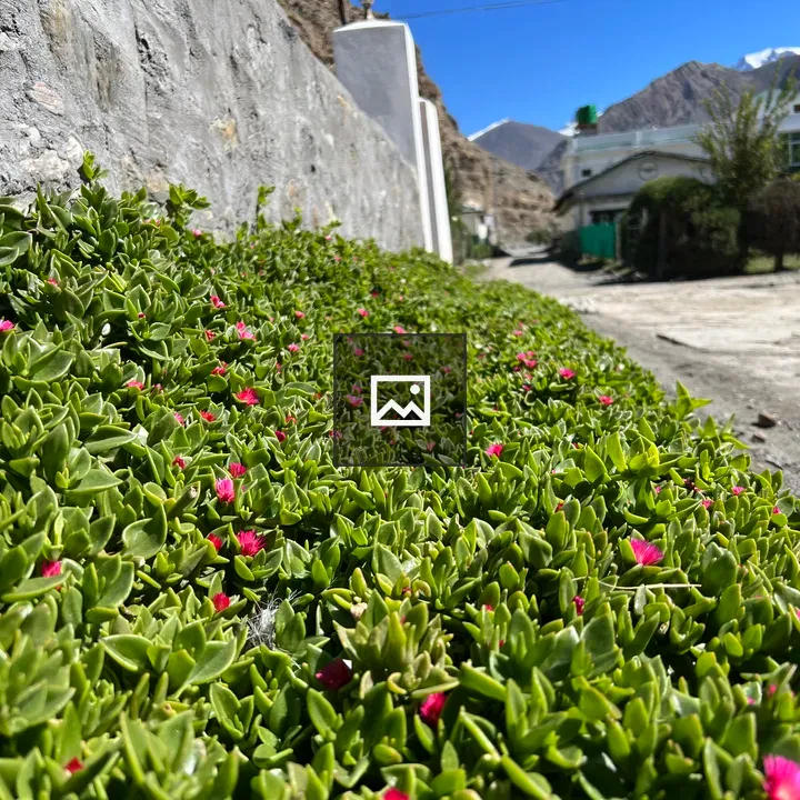 Ground cover with pink flowers along path