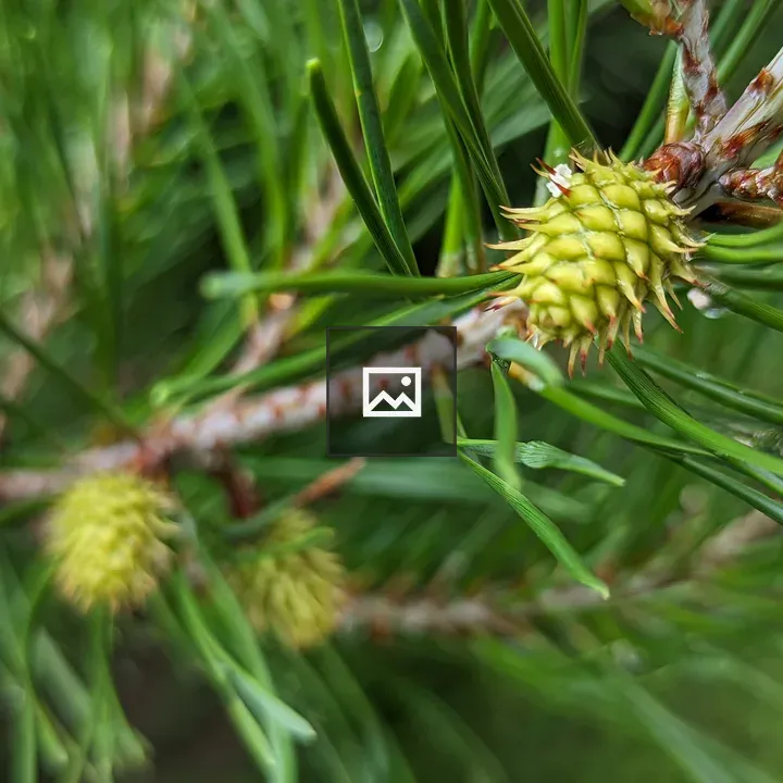 Evergreen Leaves Beginning to Grow
