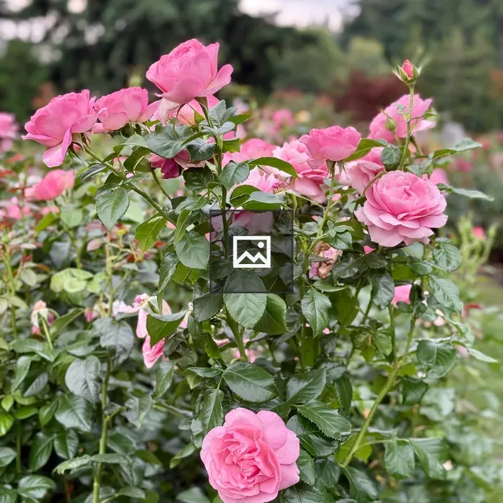 Pink rose bush at Portland garden