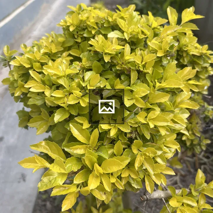 Close-up of green bush with yellow-green leaves