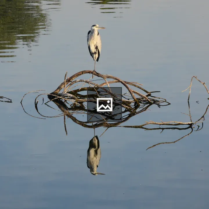 Stork bird