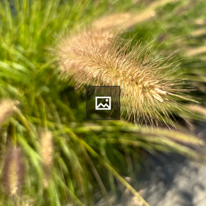 Seed head on a stalk