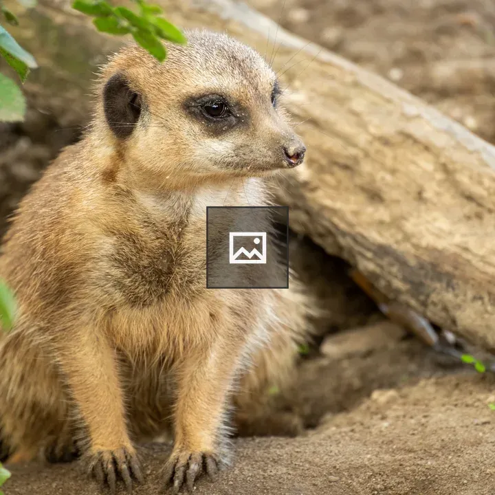 Meerkat at Burger's Zoo