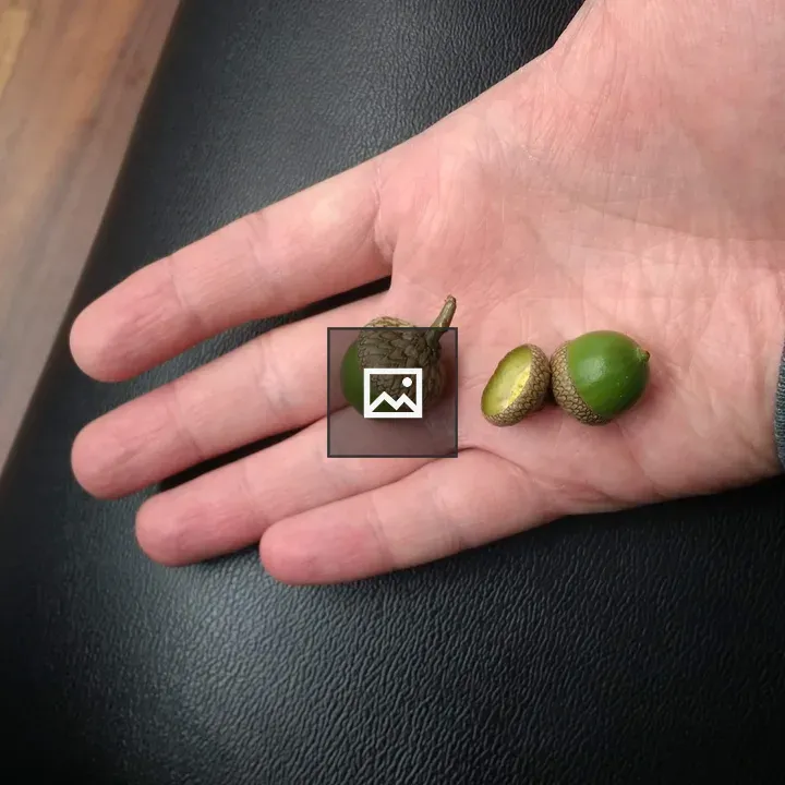 Acorns in a Hand