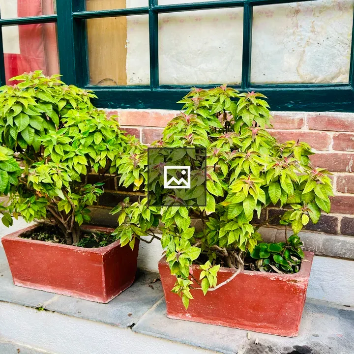 Two potted bushes on stone step