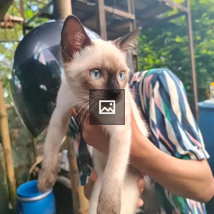 Person with light-colored cat