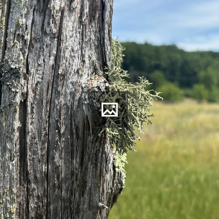 Closeup of lichens on fence post