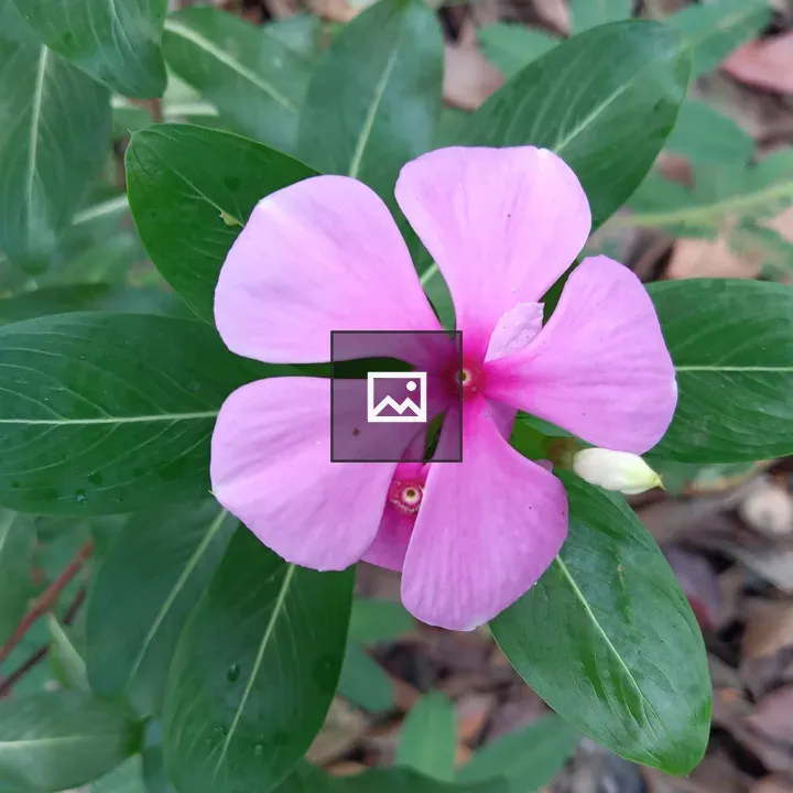 Pink five-petaled flower close-up