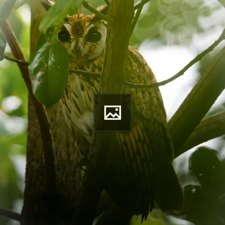 Owl peeking through leaves