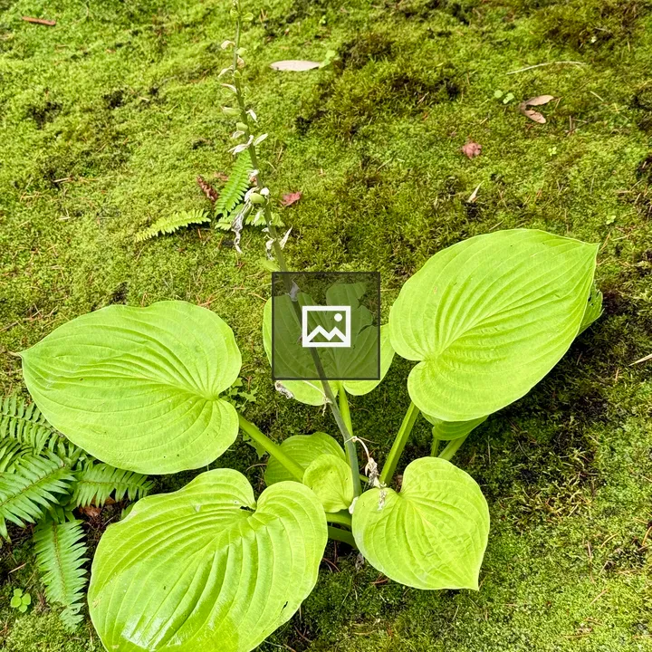 Hosta plant in garden scene