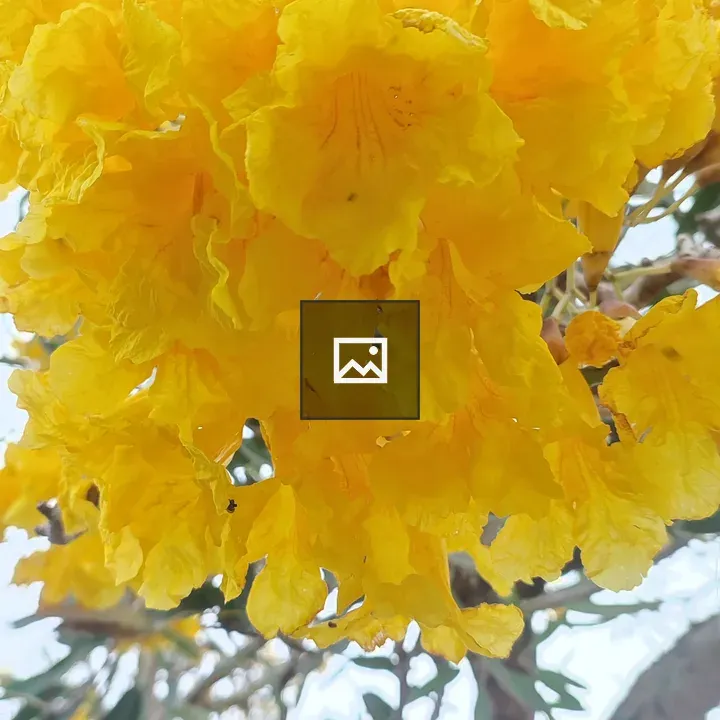 Yellow Tabebuia Flower