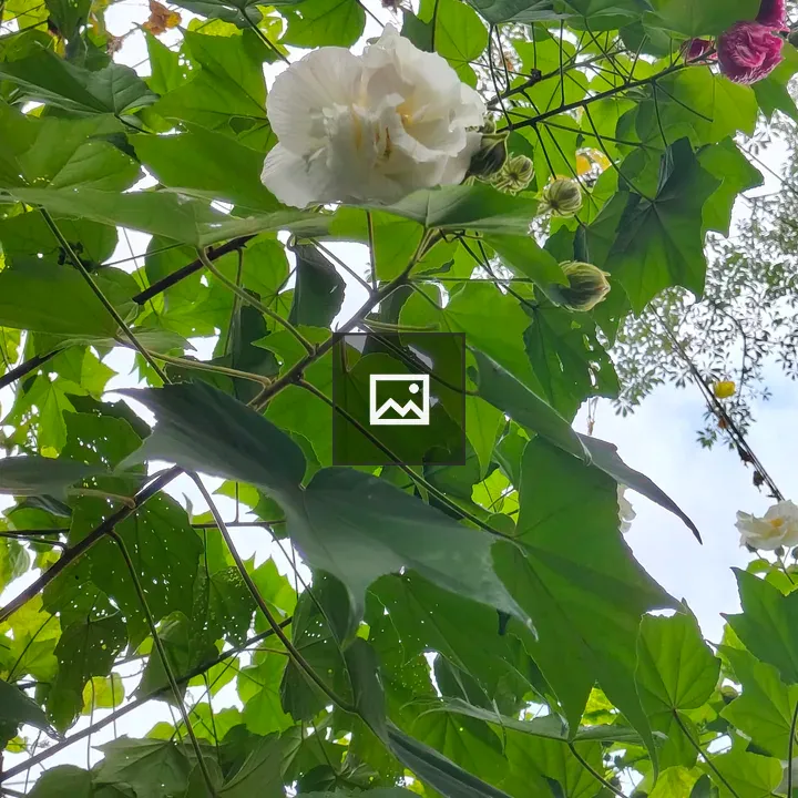 Close-up of Green Leaves and White Flower