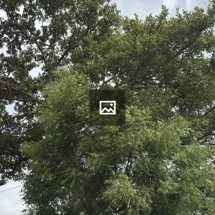 Lush green tree with dense foliage