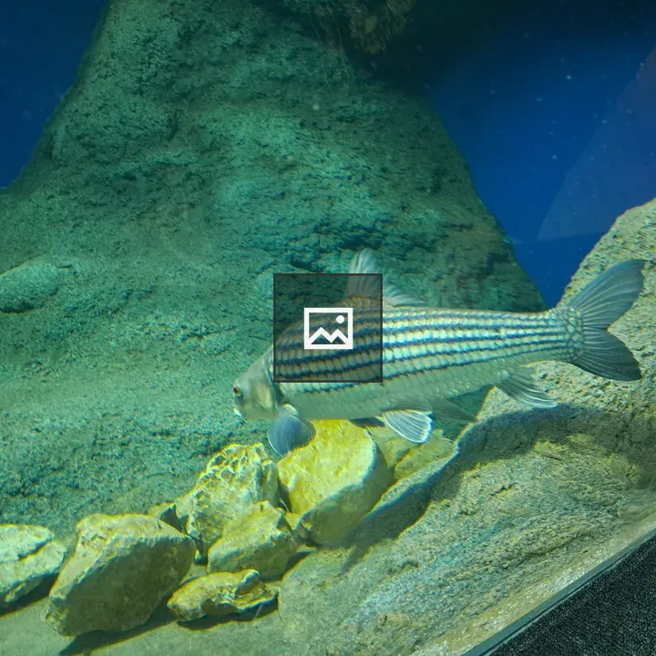 Striped fish in aquarium