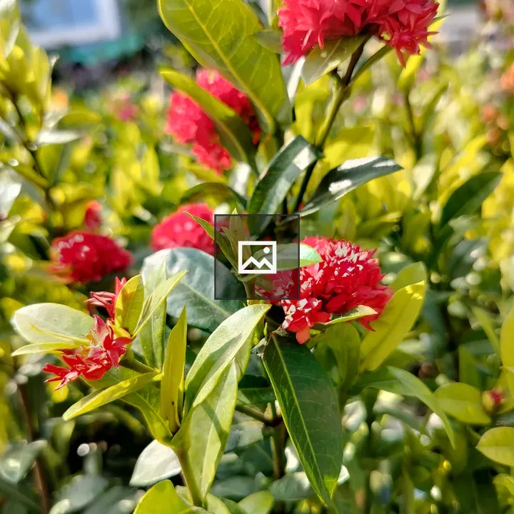 Red flower blooming