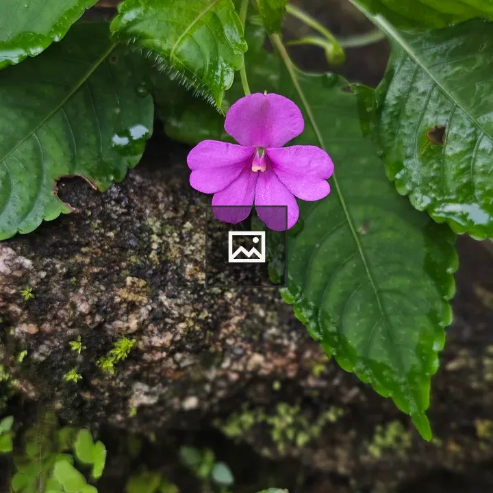 Pink wildflower on mossy rock