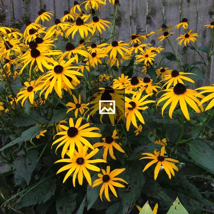 Black-eyed Susans in Bloom