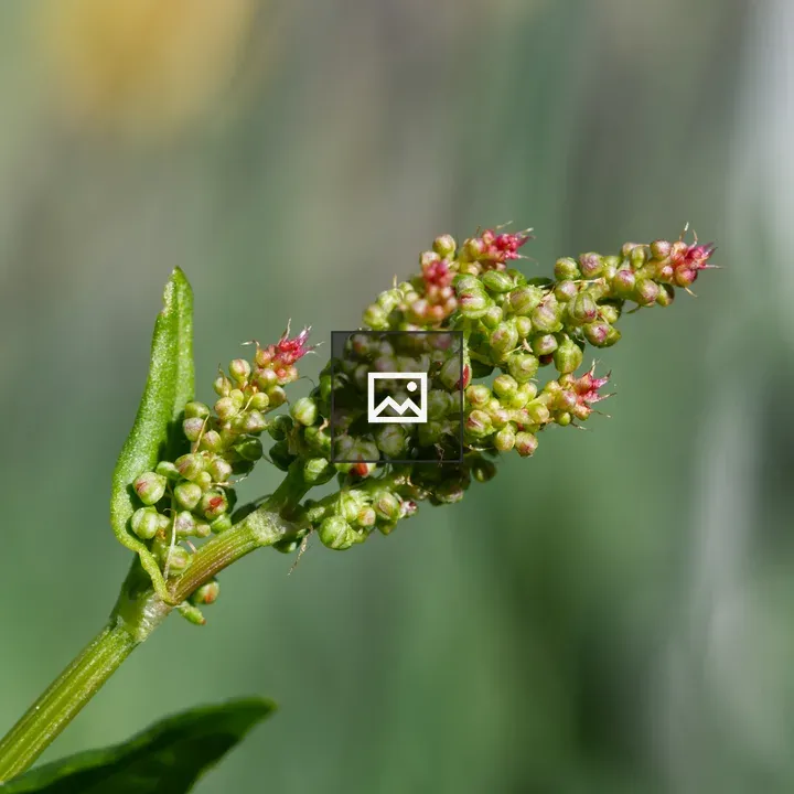 Small red sorrel flowers