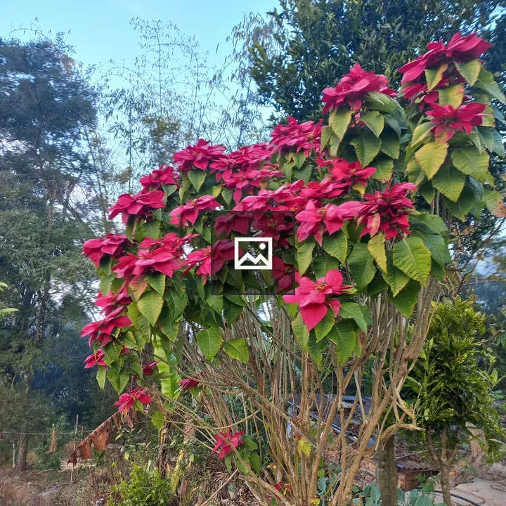 Red-flowered bush against blue sky