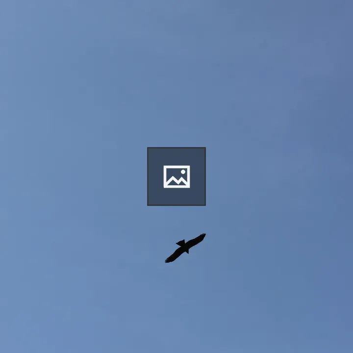 Bird Flying in Blue Sky
