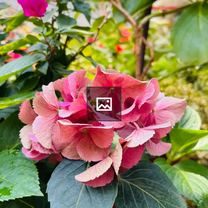 Pink hydrangea cluster
