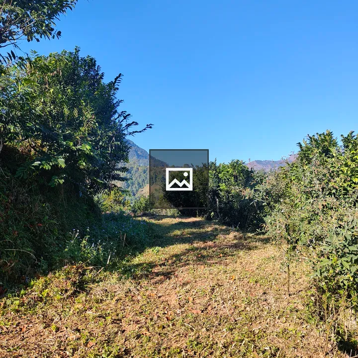 Lush Greenery Under Blue Sky