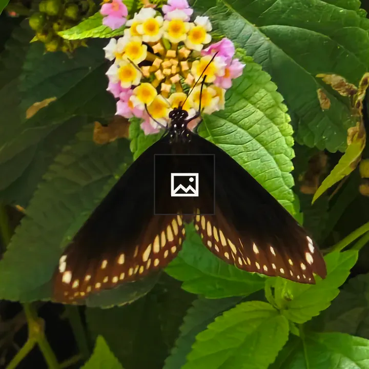 Butterfly on Leaves</title>