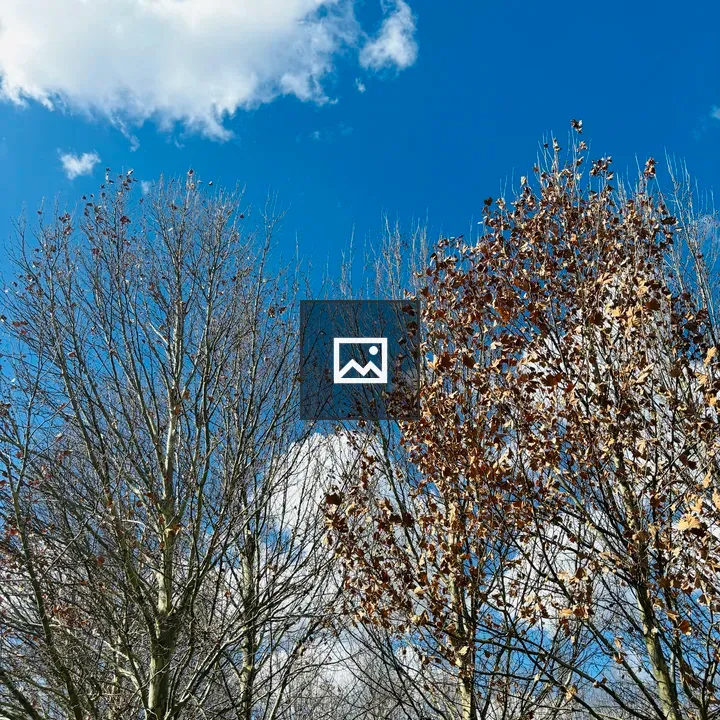 Tall bare trees against blue sky