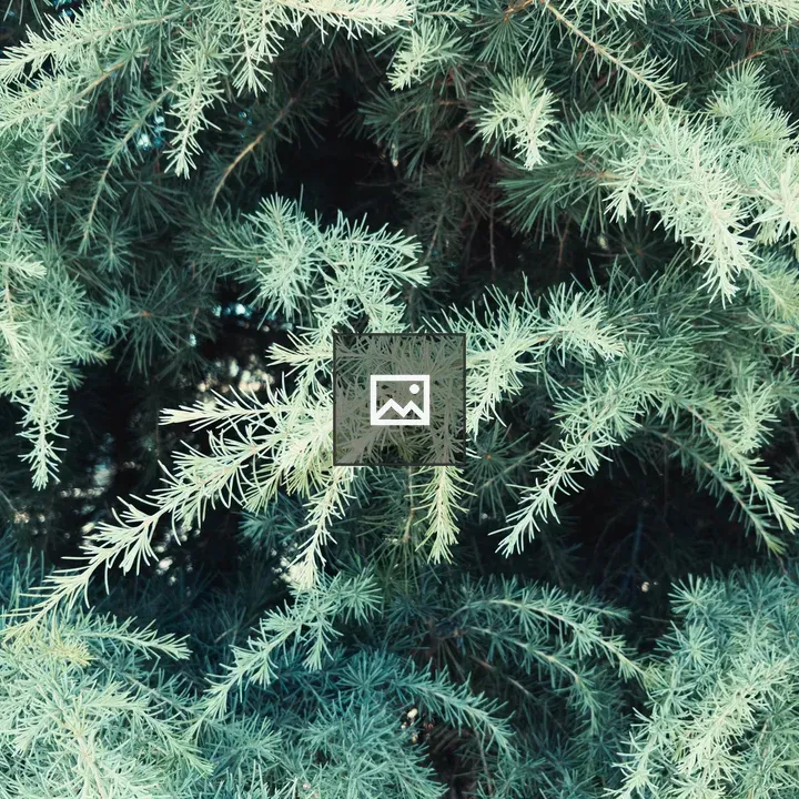 Cedar leaves close-up