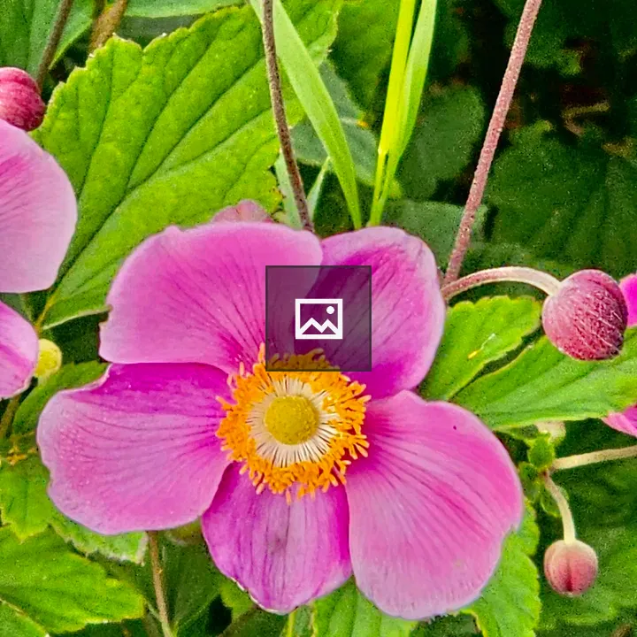 Japanese anemone flower close view