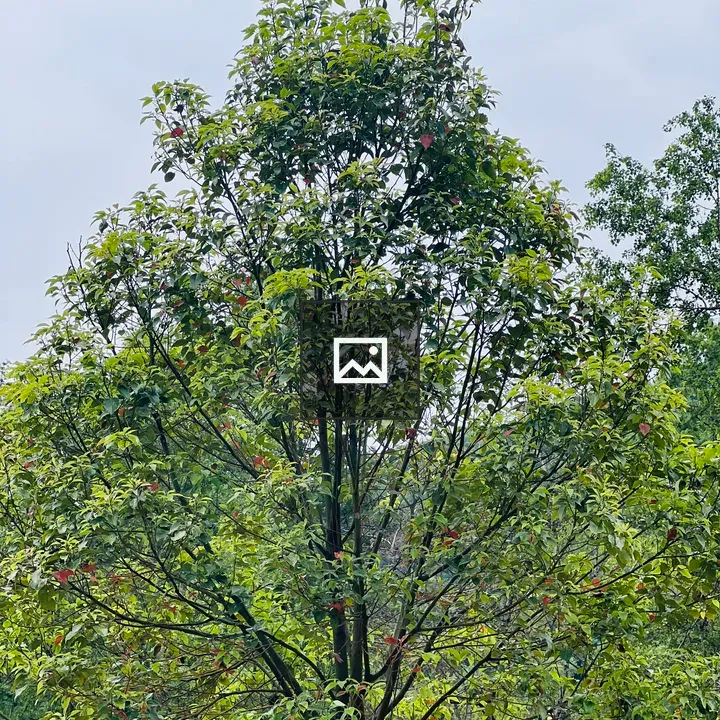 Tall tree with green foliage and red leaves