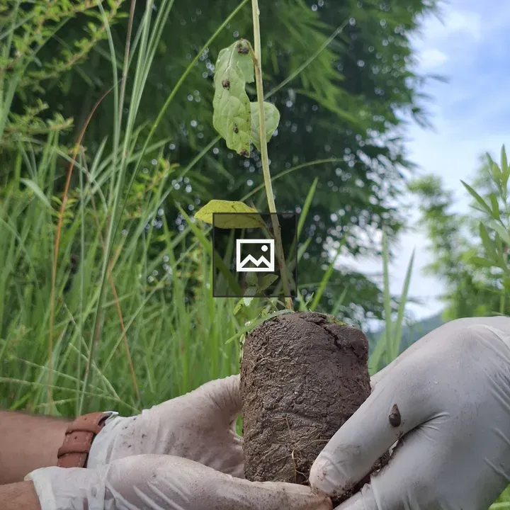 Hands Holding Seedling in Soil
