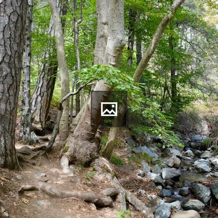 Serene forest scene in Troodos Mountains