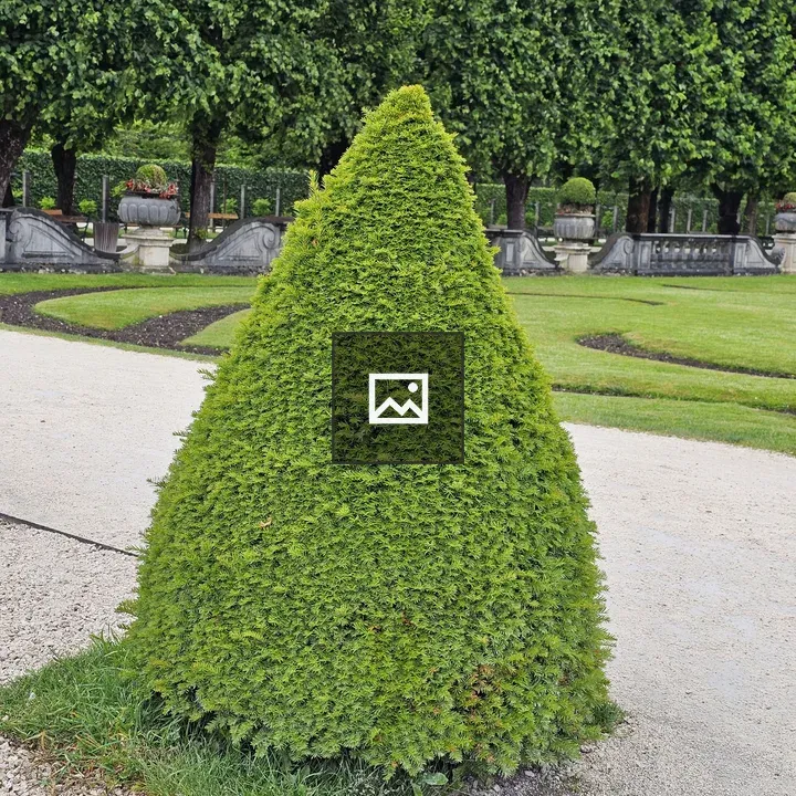 Yew Topiary at Mirabell Gardens