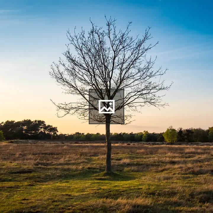 Tree in a field of hay at sunset