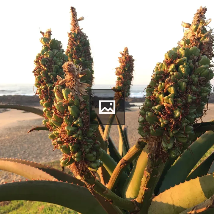 Aloe vera plant on a beach