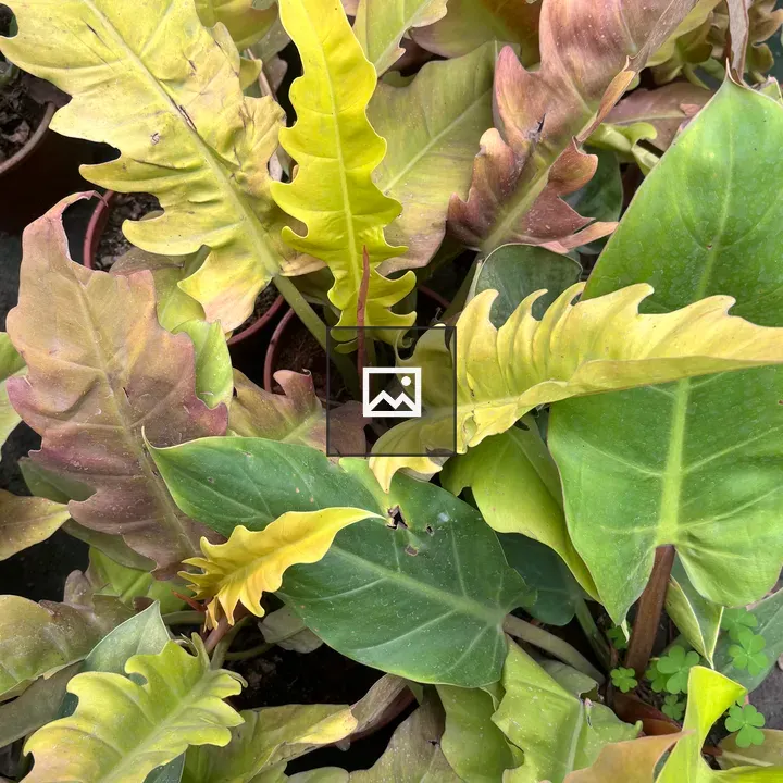 Close-up Leaves in Green Pink Yellow