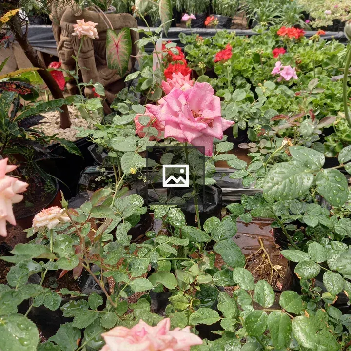 Pink rose in nursery
