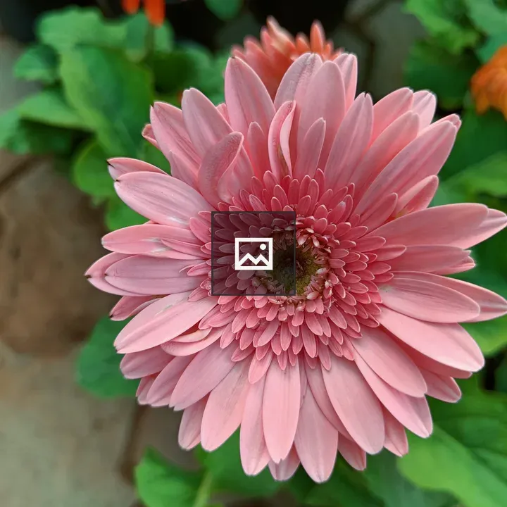Gerbera Peach Flower