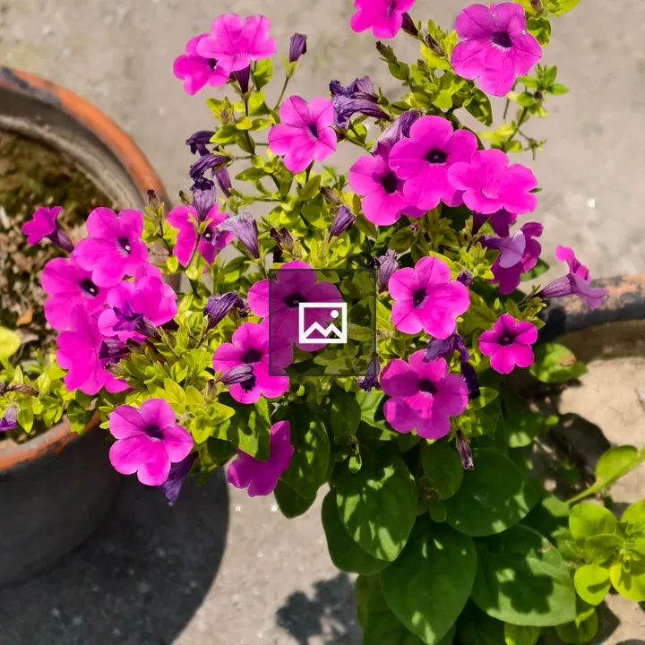 Potted plant with purple flowers