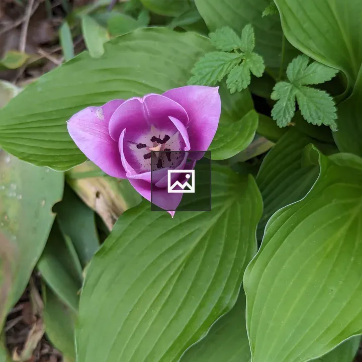 Purple Tulips Detail