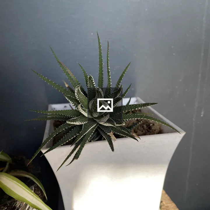 Succulent plant in white planter