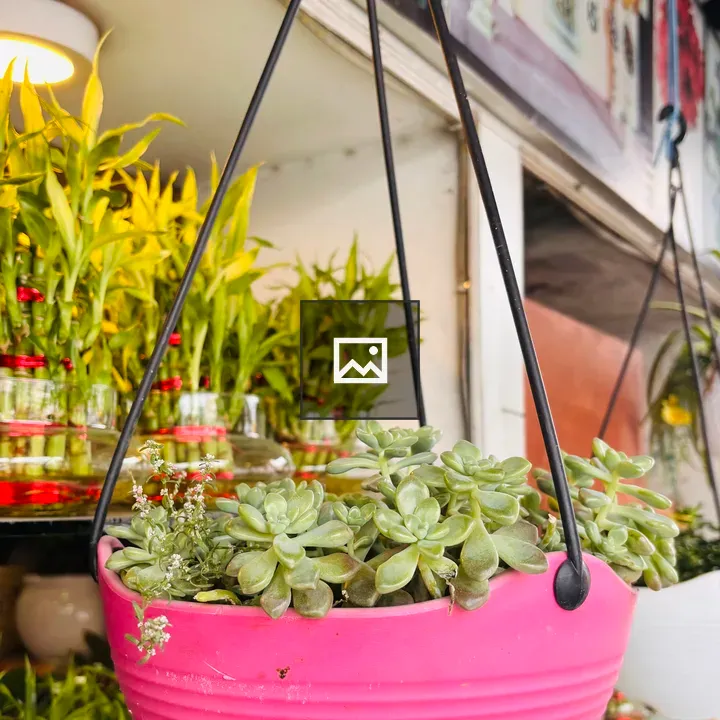 Hanging pink planter with succulents
