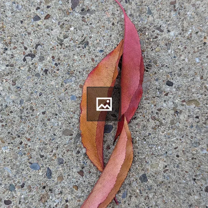 Leaves on the Ground